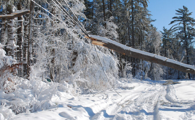 Large tree fallen over onto the power lines|Large tree fallen over onto the power lines
