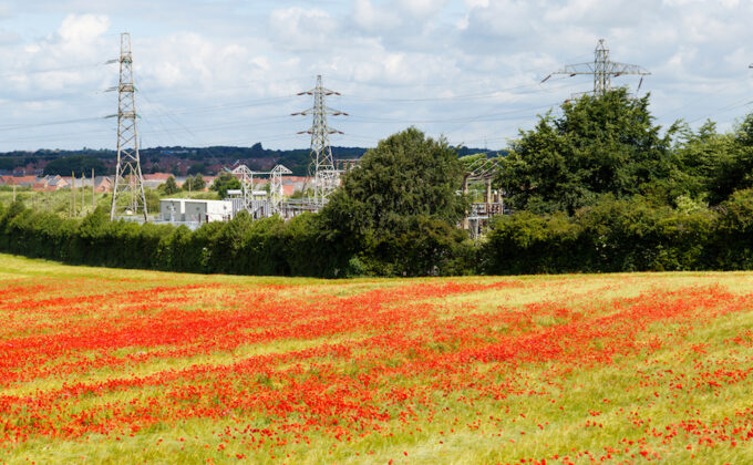 Power Lines behind field of red flowers